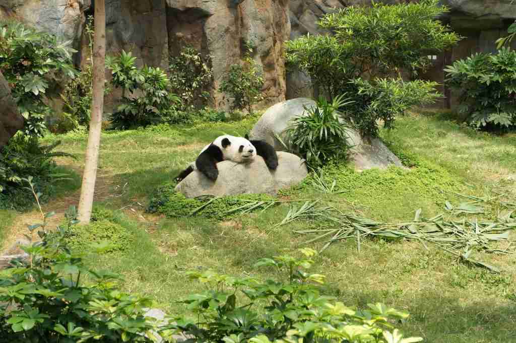 white and black panda relaxing on rock : Fun Facts About Pandas