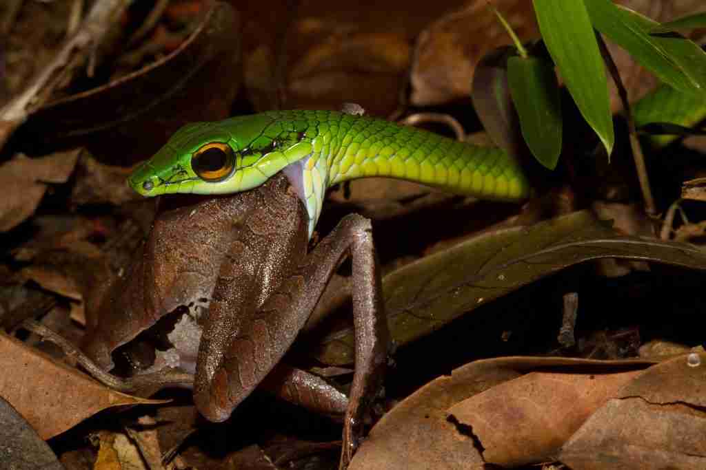 A green snake having his meal