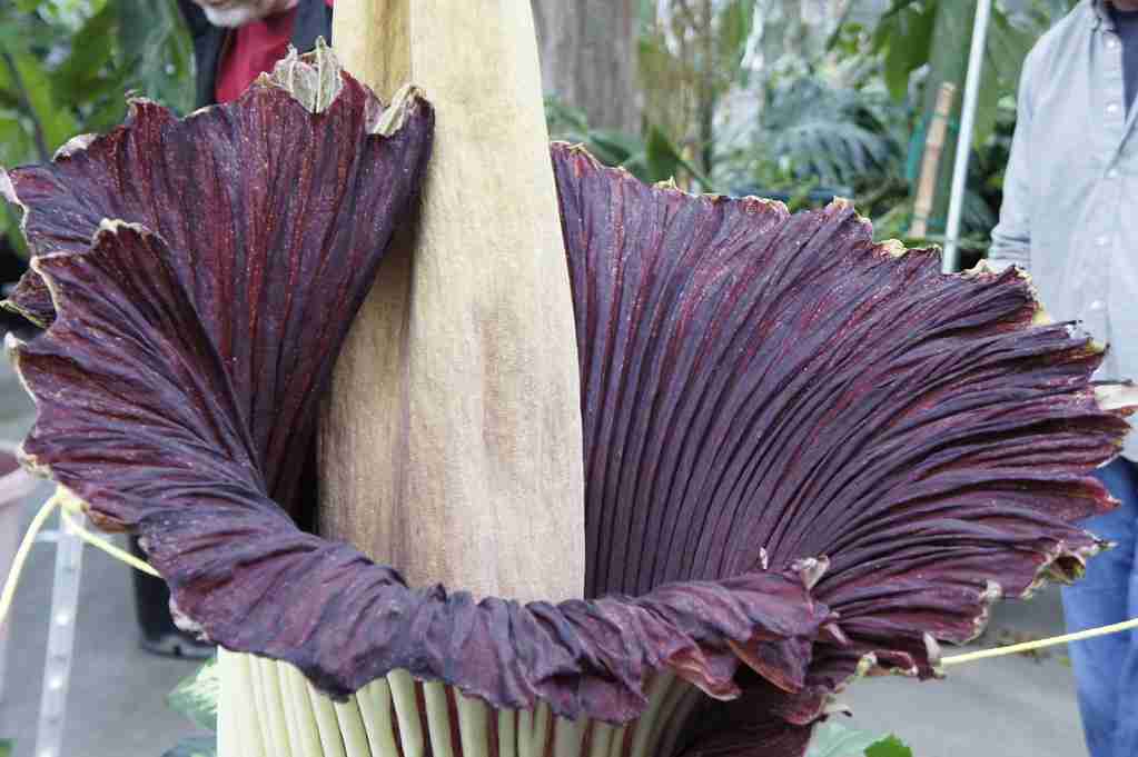 Corpse flowers 