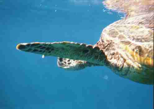 Turtle under water : fun facts about Turtles