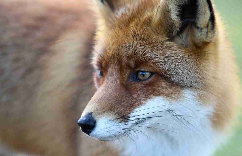 portrait of brown and white fox : fun facts about Foxes