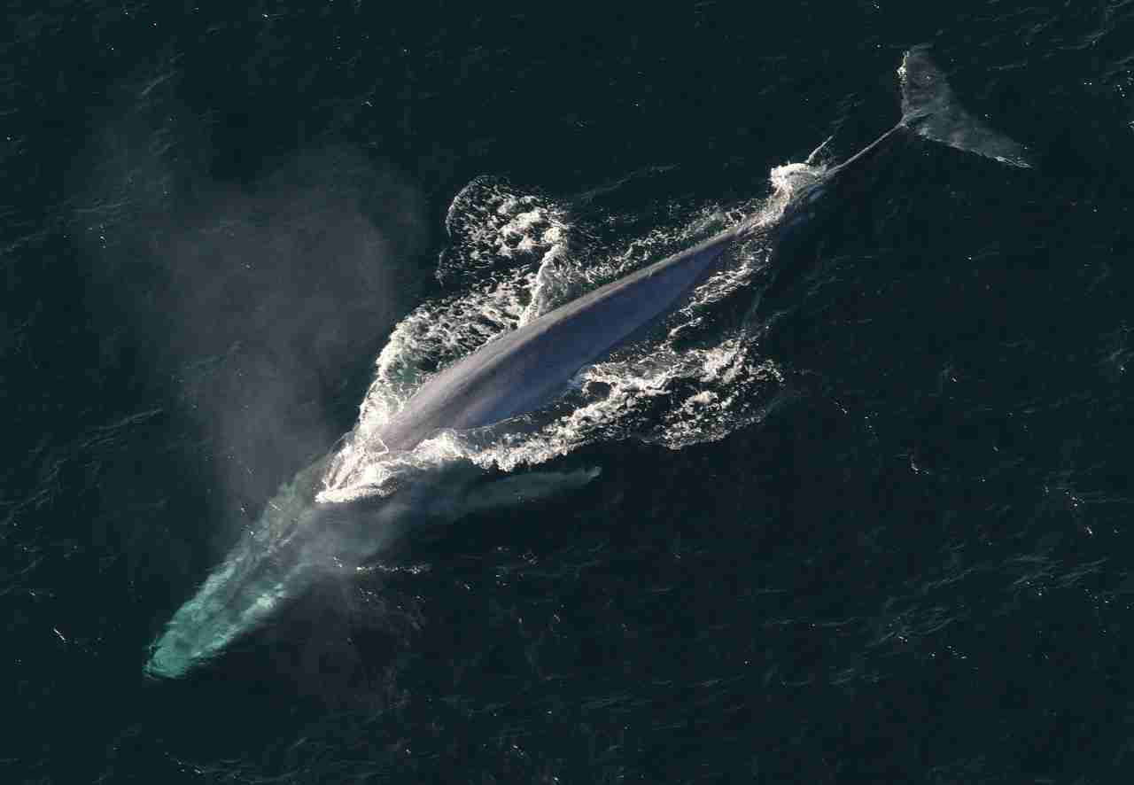 blue whale drone shot