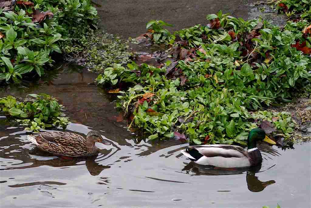 two ducks floating on water and some plants are in water