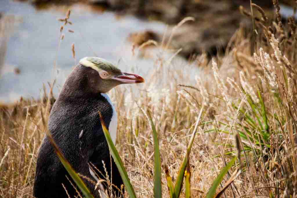 black and white penguin on green grass during daytime