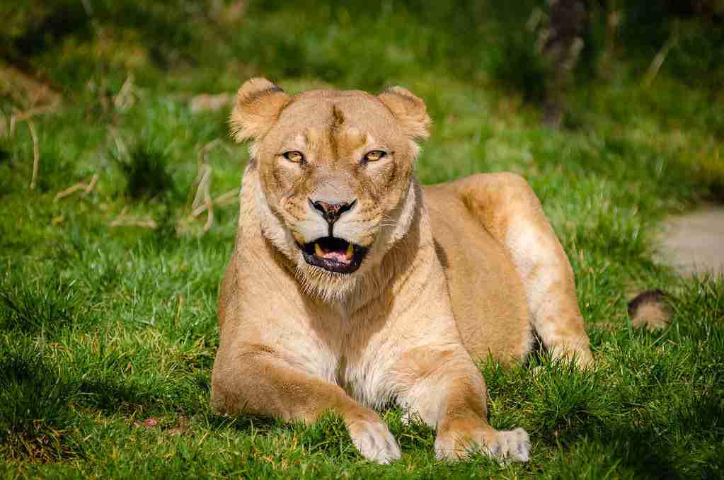 A female lion gazing : fun facts about Lions