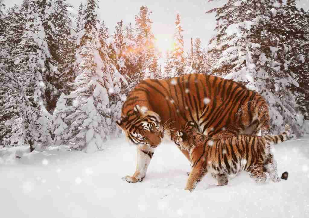 tiger, predator, big cat : fun facts about Tigers