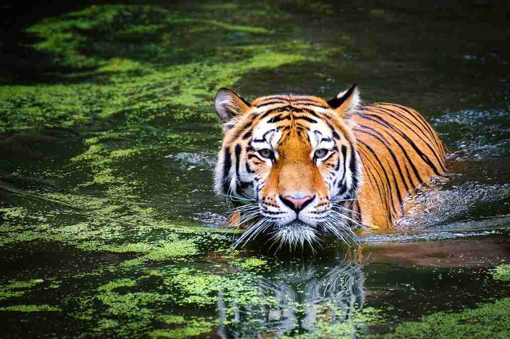 tiger swimming in water