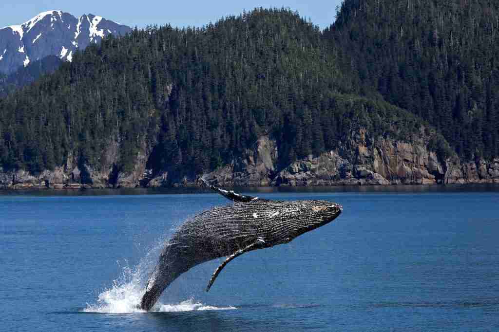 Whale Jumping on Ocean