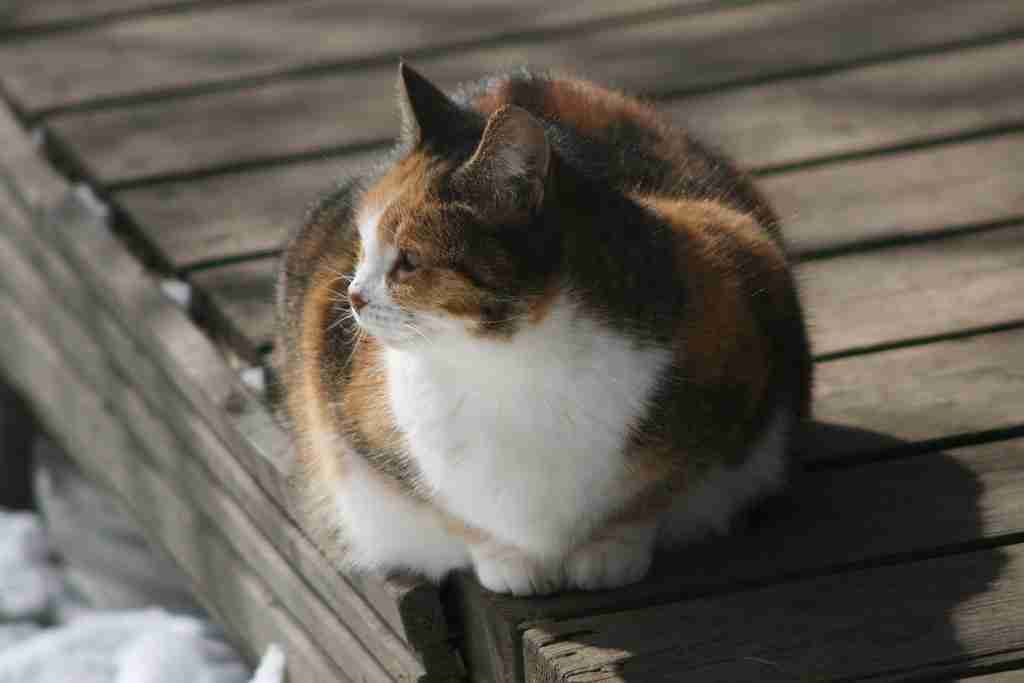 cat sitting on a pavement 