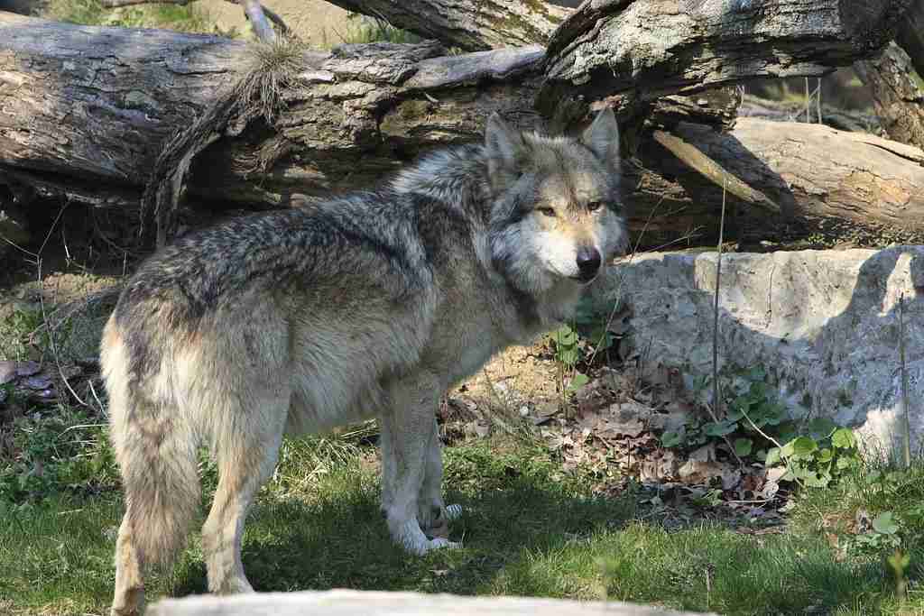 Wolves standing on grass looking on backside : fun facts about wolves