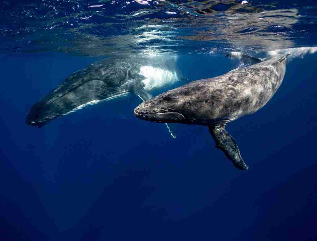 Two humping whales together.