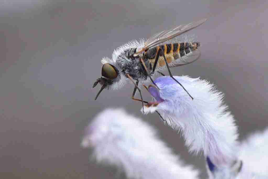 flying bee on a flower : fun facts about Bees