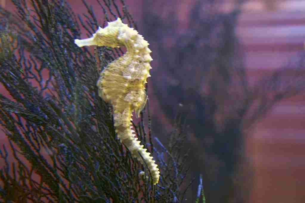 sea horse on a plant : Creepy Facts