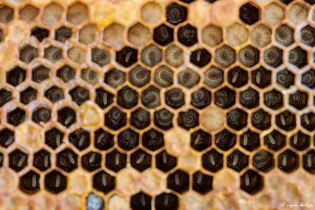 bees honey in their nest