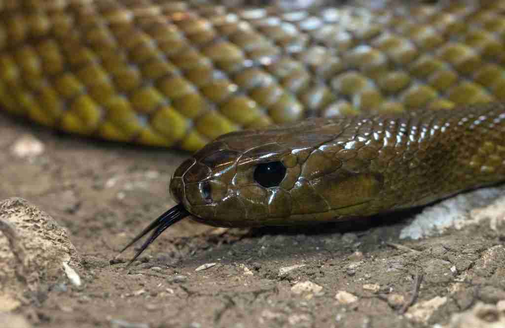 silver and gold snake on ground : fun facts about Snakes