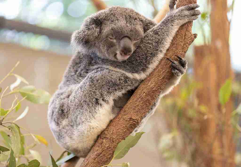 Koala sleeping Koala on a tree