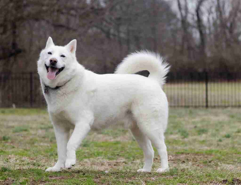 a white dog standing on top of a lush green field