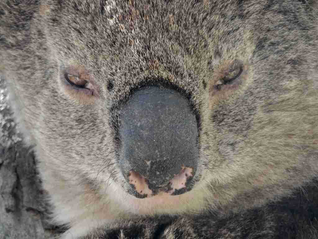 Koala close up picture