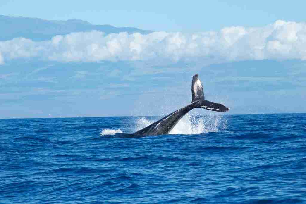 Whale taking a dive