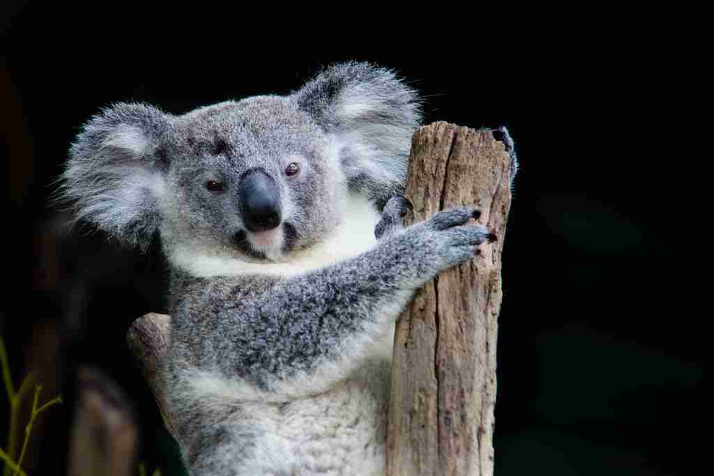 Koala hanging on a wooden stick