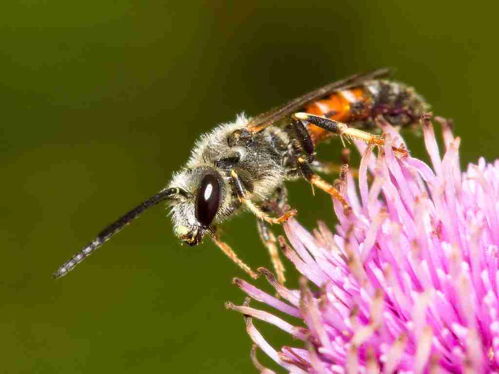 bee on a pink flower