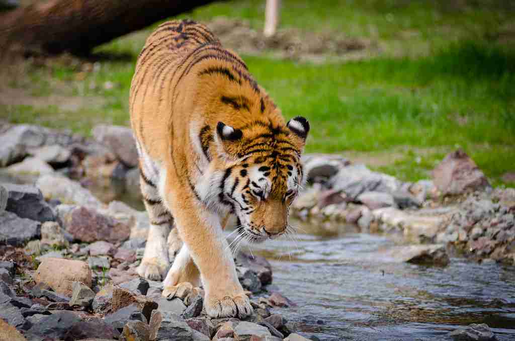 Tiger taking a walk