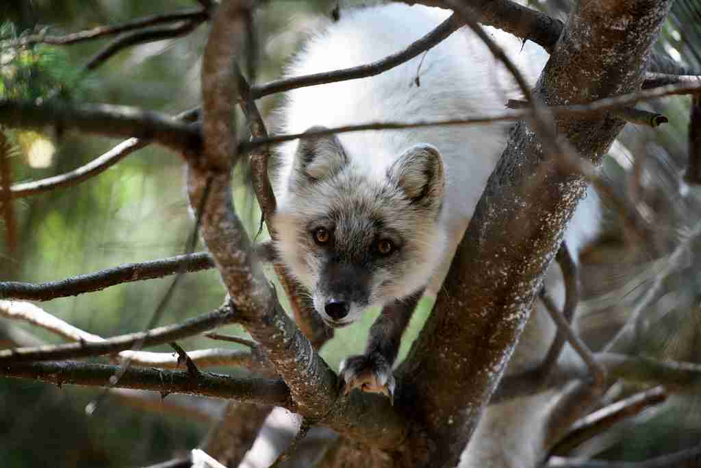 fox on a tree looking down