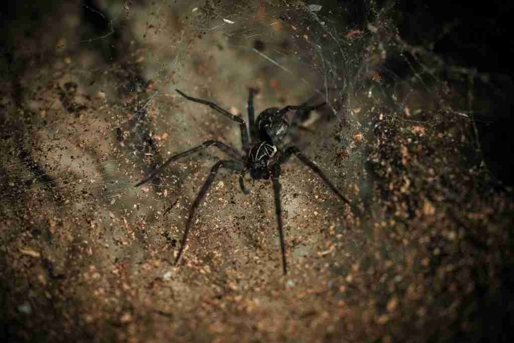 black spider on brown and black surface