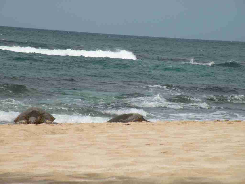 Two turtles on beach