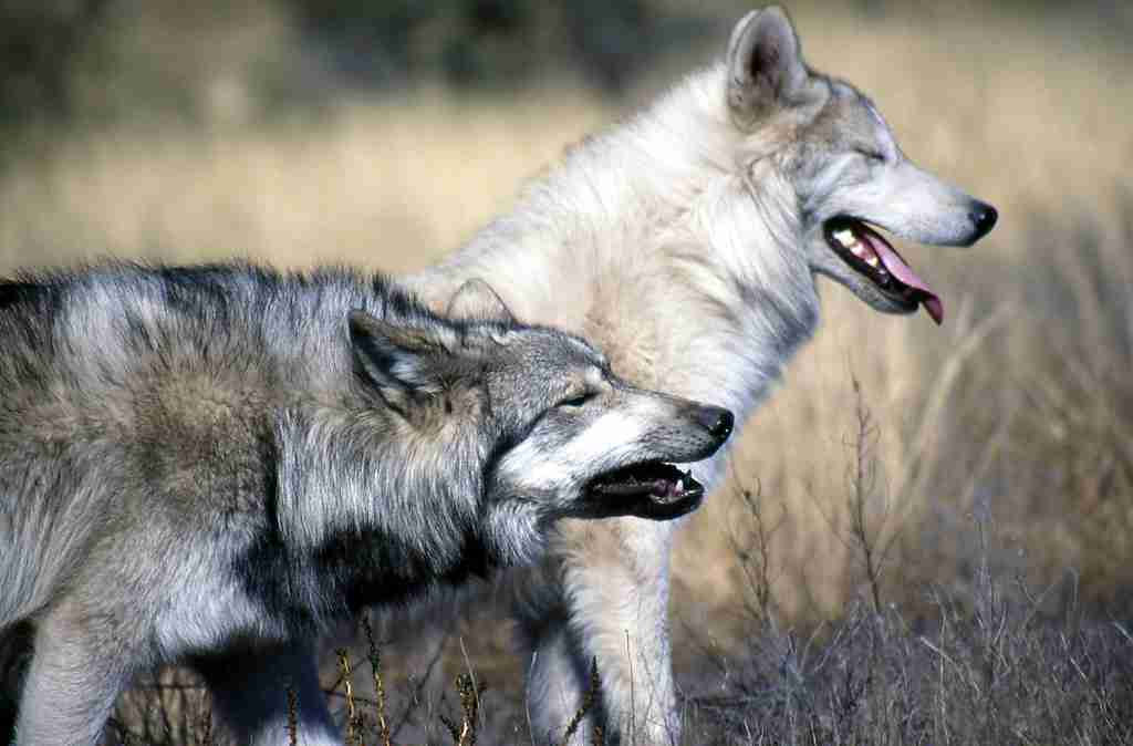 two wolves standing in a ground