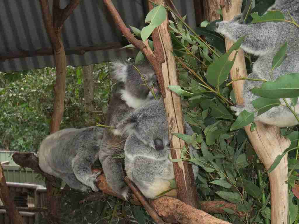 Bunch of Koalas