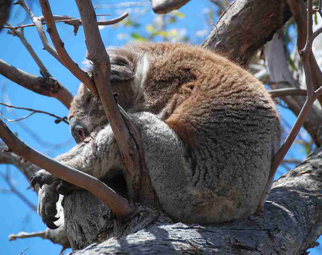 Adult Koala sitting on a tree : fun facts about Koalas