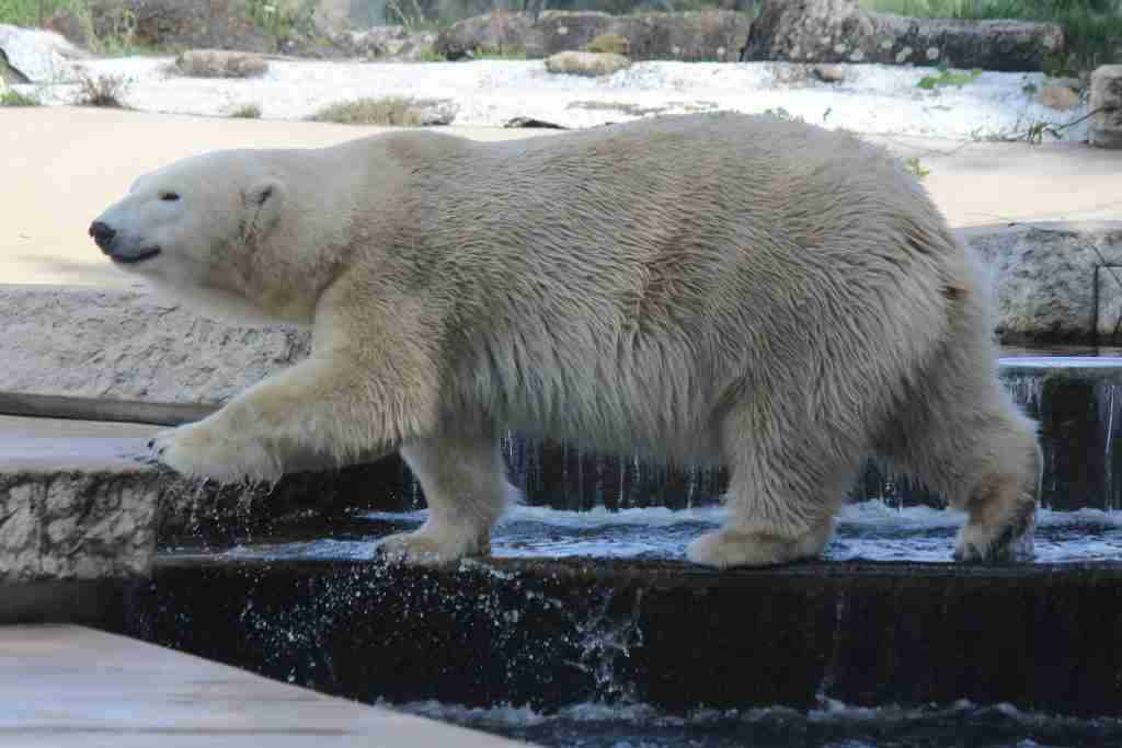 polar bear on black rock : fun facts about Polar Bears