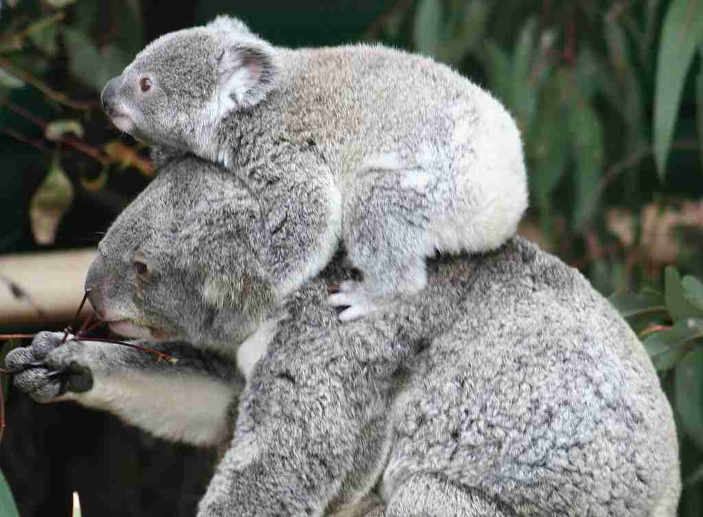 Koala holding a joeys on his back 