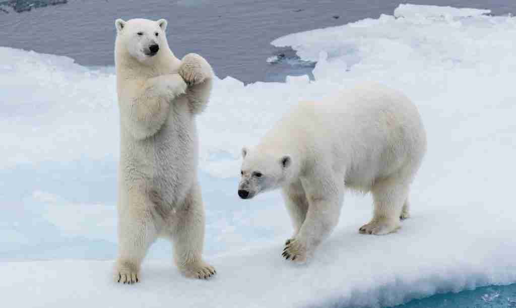 two polar bears