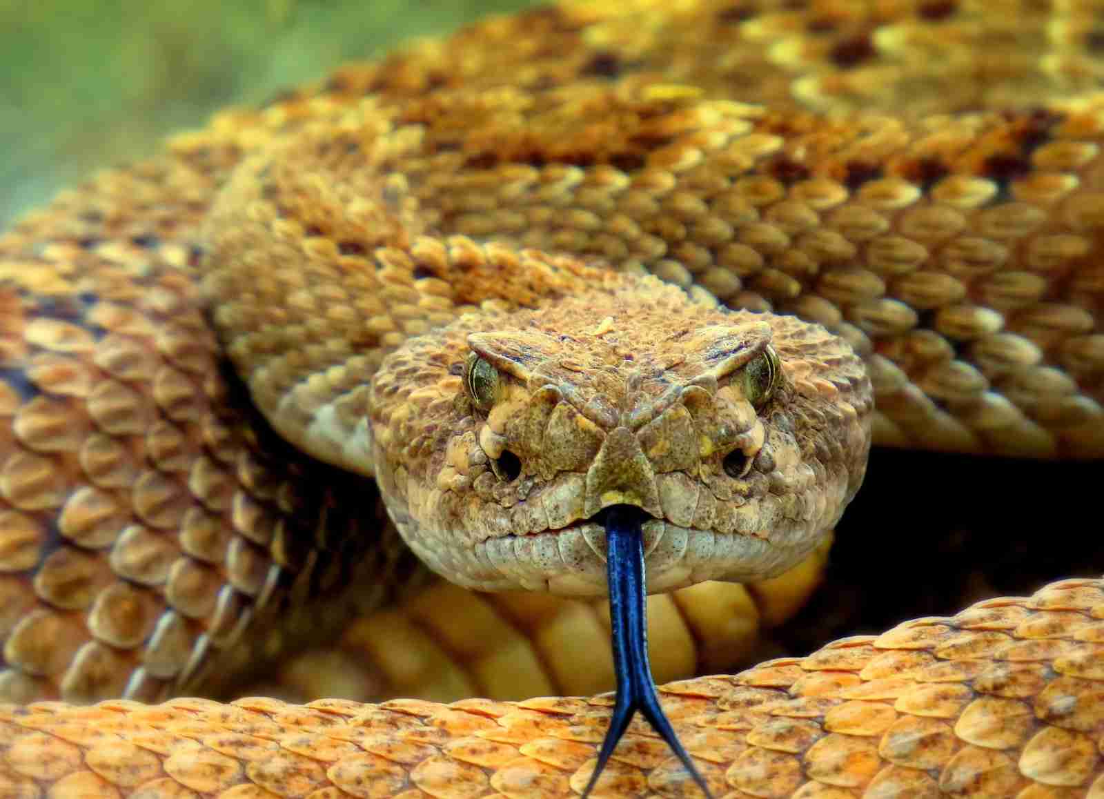 brown snake on brown soil