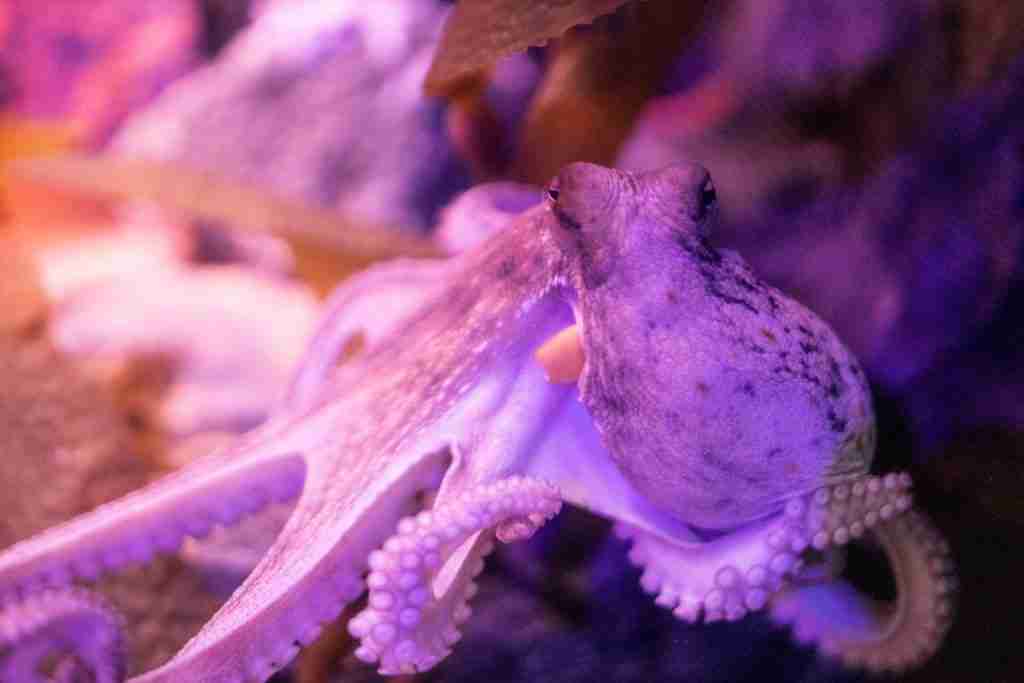 purple octopus