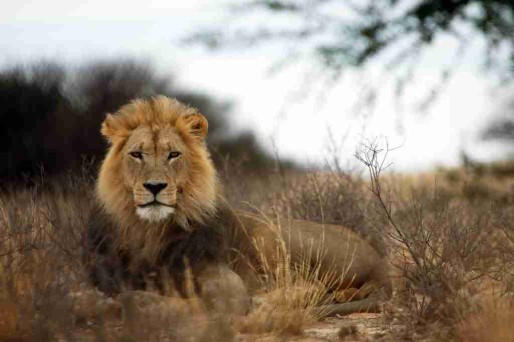 A brown lion resting