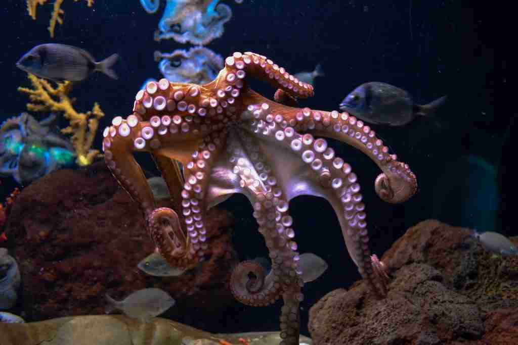 brown octopus : fun facts about Octopus