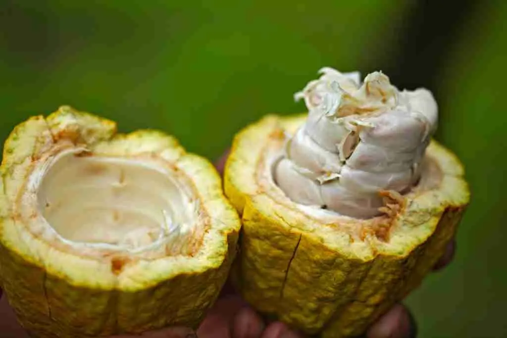 green shell fruit