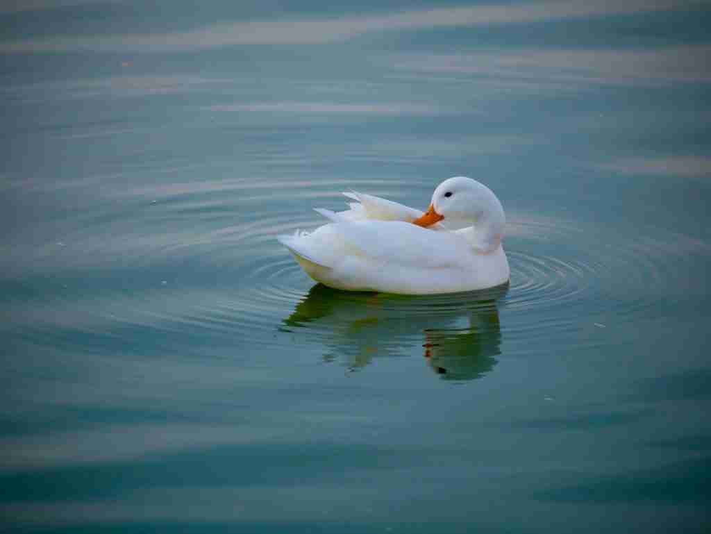 white duck in a body of water during daytime : Fun Facts About Ducks