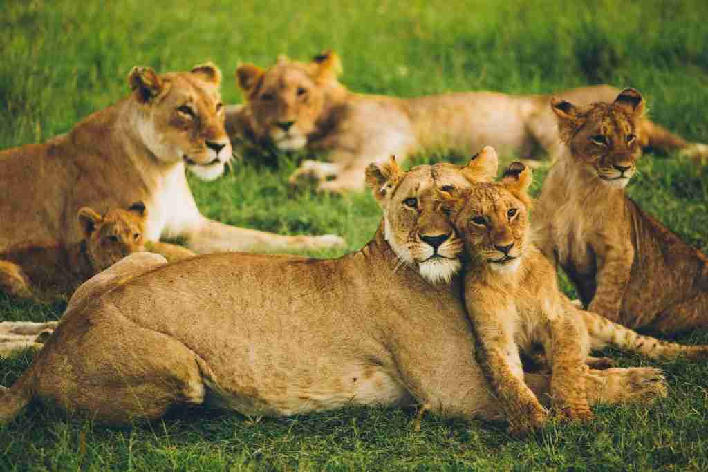 A lioness with cubs