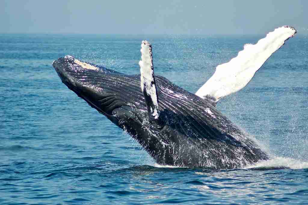 blue whale rising out of sea : fun facts about Whales