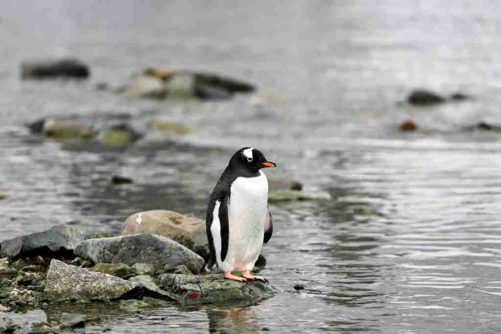 a penguin standing on a rock :  Fun Facts About Penguins