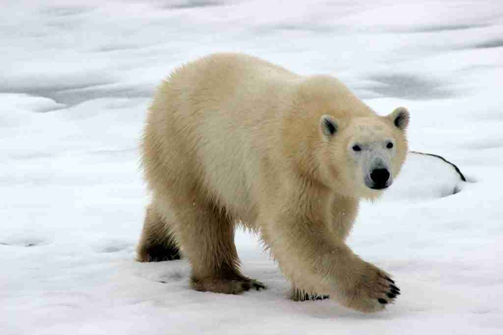 polar bear