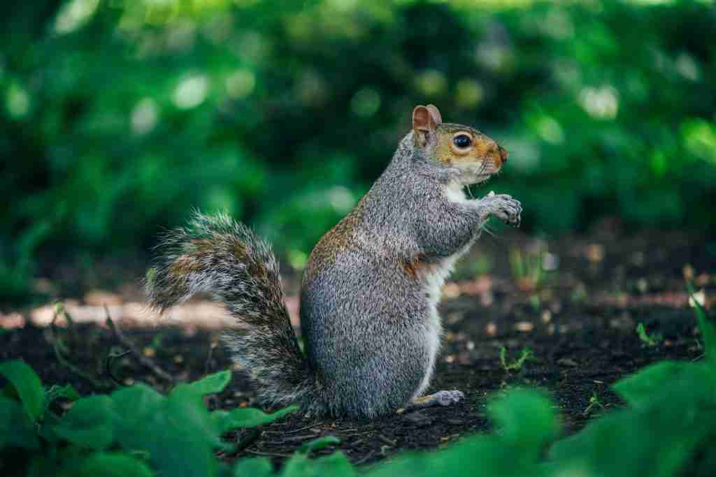 gray and brown squirrel : fun facts about Squirrels