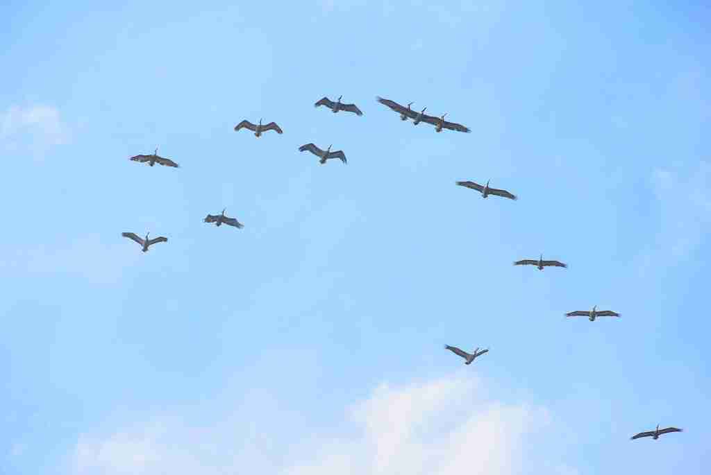 flock of birds flying under blue sky during daytime