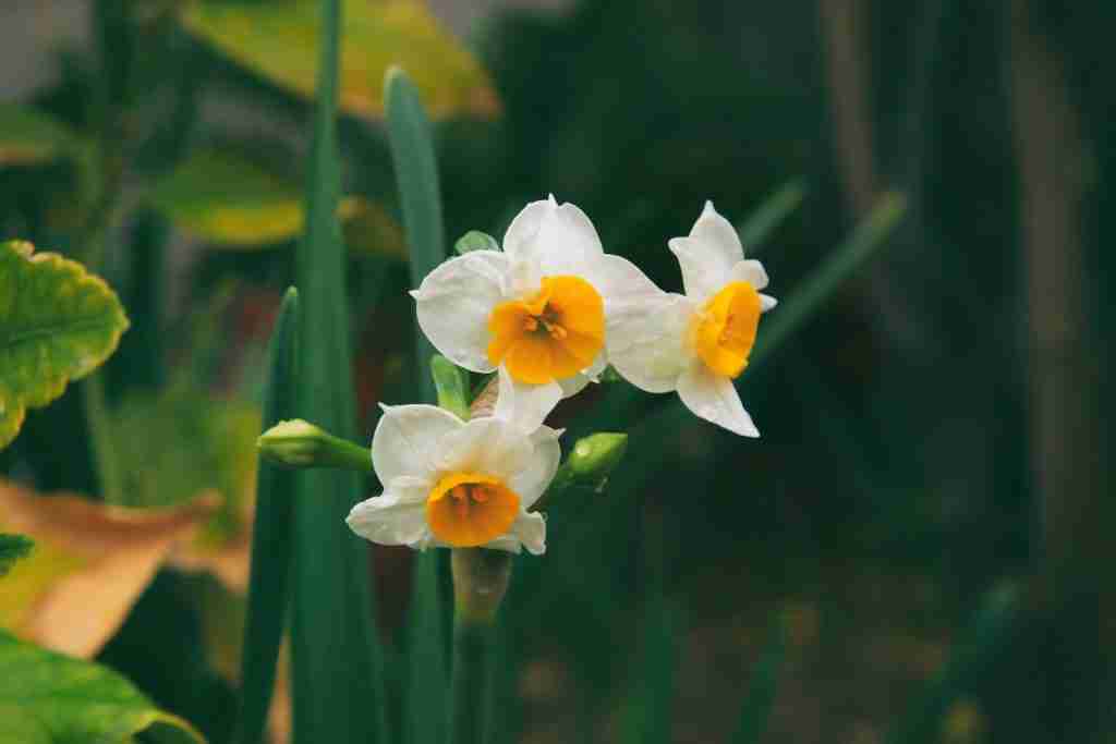 Image of white-yellow petaled flowers : Fun Facts About December