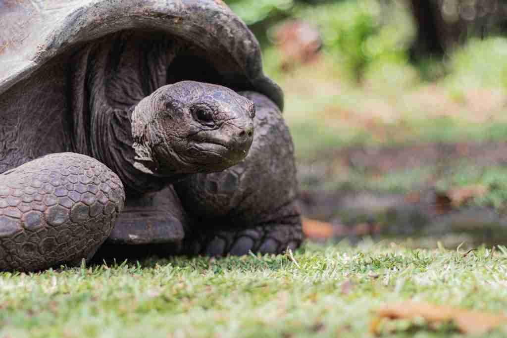 brown turtle on grass