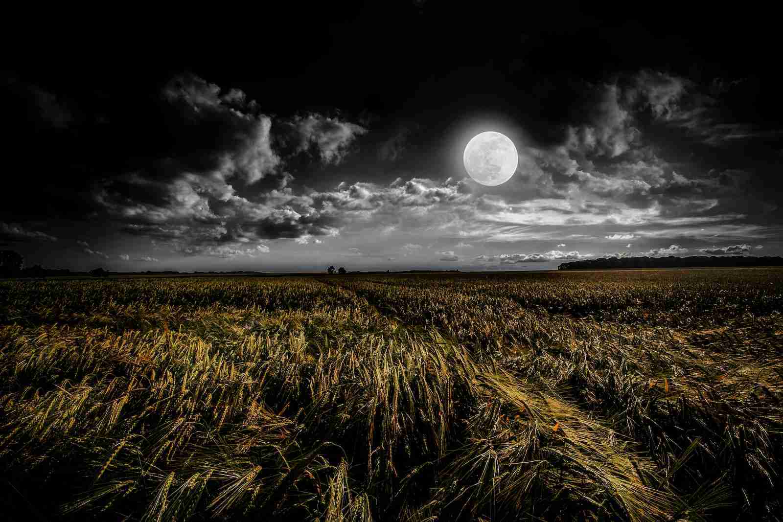 green grassland during night time